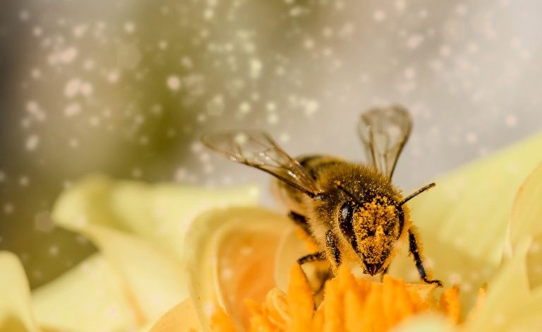 Estinguere le api vuole dire estinguere l’umanità