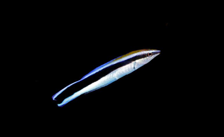 Il Labroides Dimidiatus, il pesce pulitore che si addentra nei pesci per pulirli